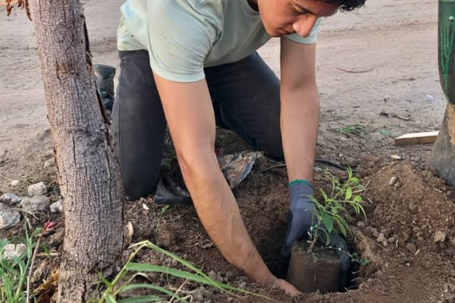 Comparten guía para plantar árboles en temporada de calor | Radio Sonora