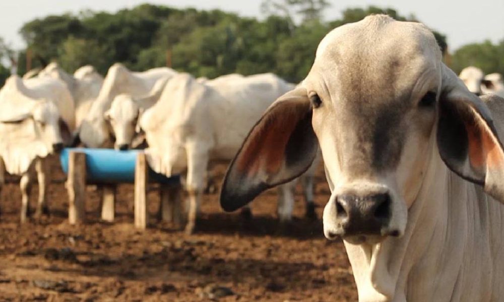 Gobierno de Sonora y UGRS destacan resultados positivos de evaluación de APHIS para avanzar al Nivel 1 en tuberculosis bovina