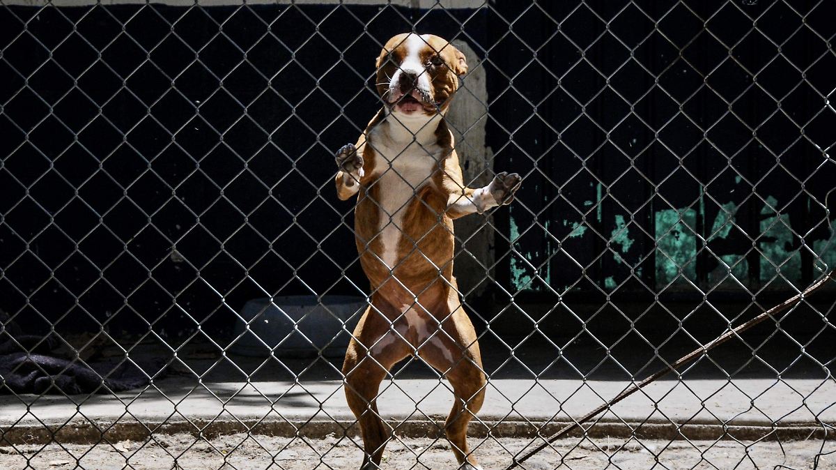 Senado aprueba nueva ley contra peleas de perros, maltrato y venta de animales en la vía pública - El Sol de México